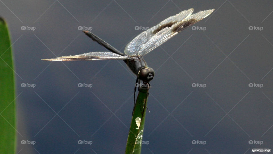 Florida's Dragonfly