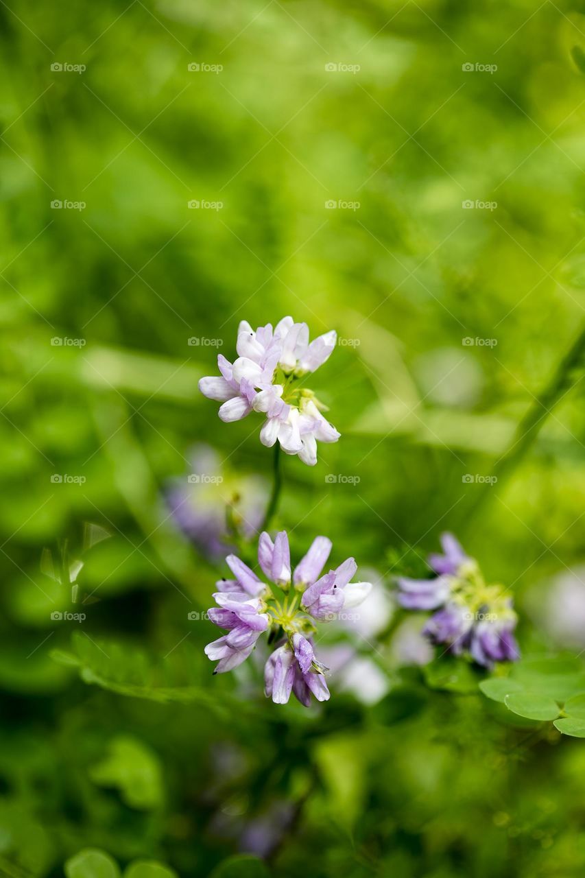 Wild flowers blooming in nature close up background summer feeling traveling with friends amazing wildlife beautiful life