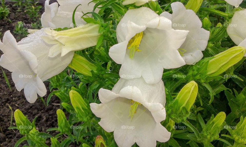 Large white flowers bells, after rain.