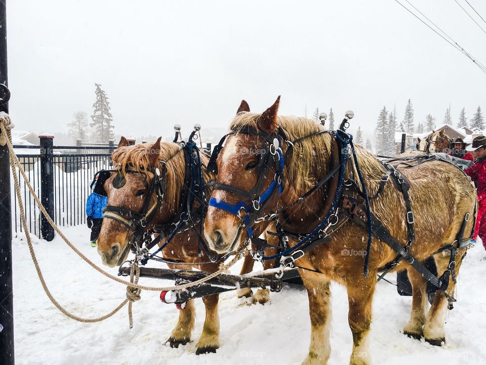 Sleigh horses