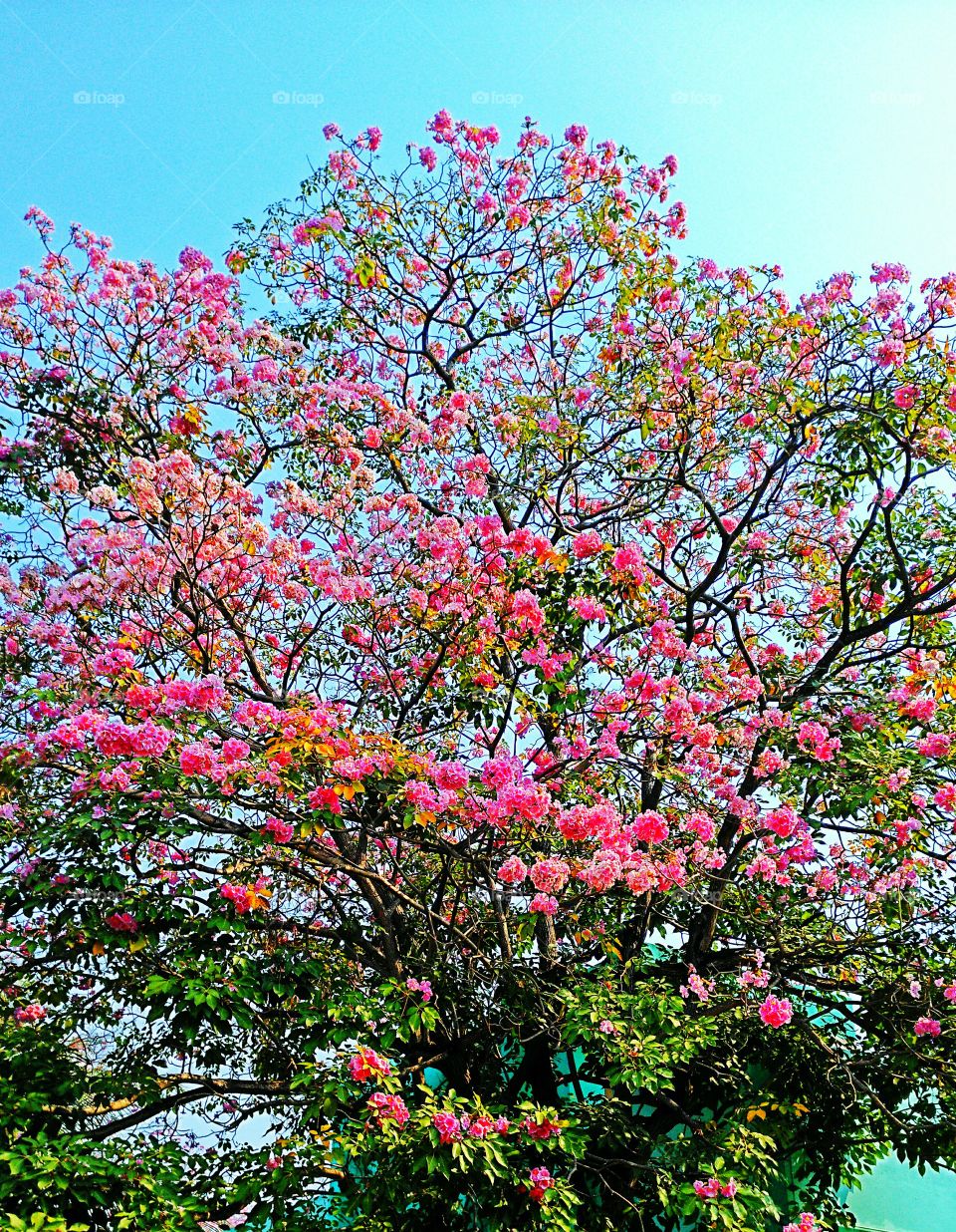 Sakura Thailand