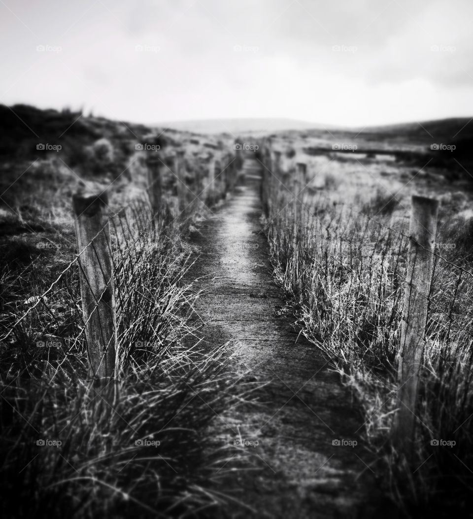 Pathway. Fenced pathway through bogland