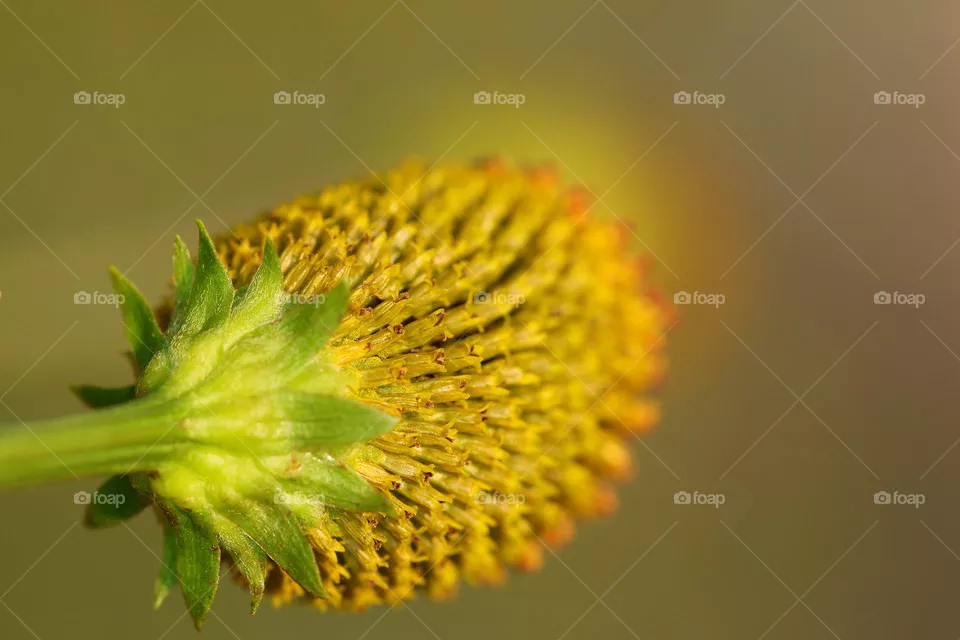 Blume in Gelb
