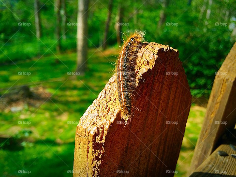 Caterpillar on wood