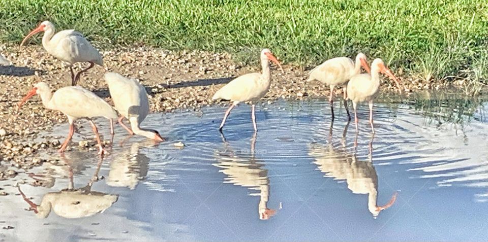 IBIS BATHING