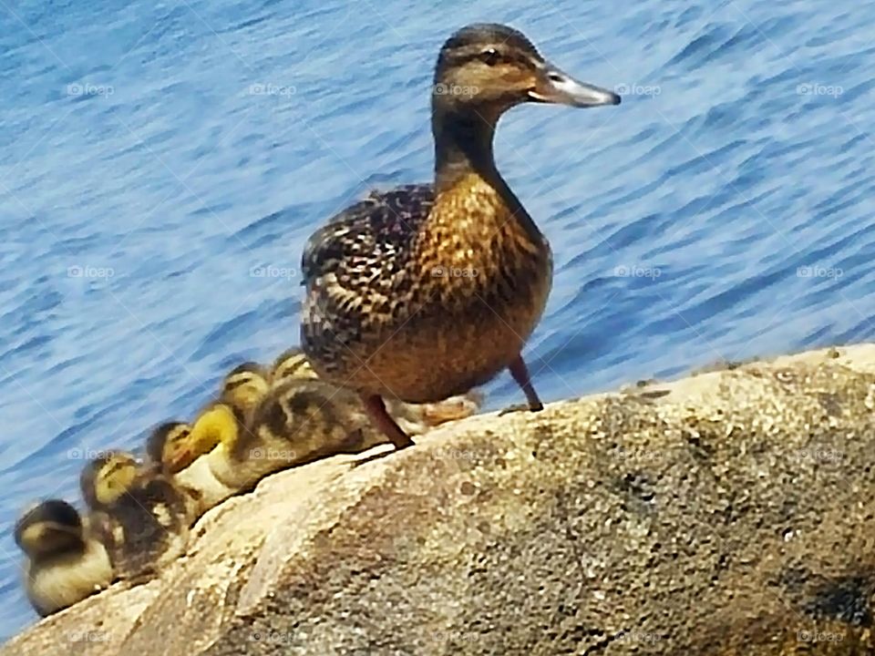 Mama duck and her duckies!