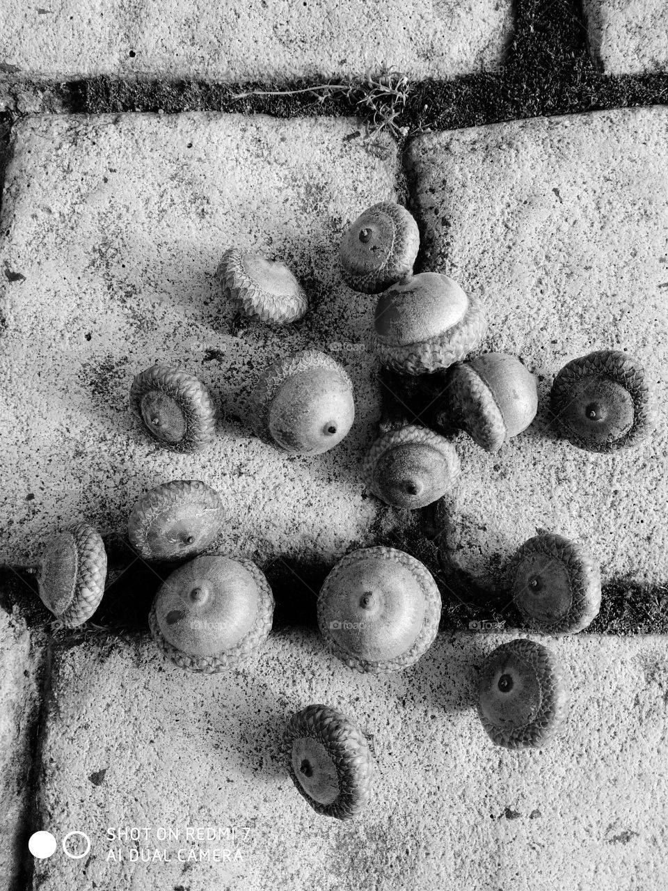 🥥🌰🌰🌰🥜🥥🌰