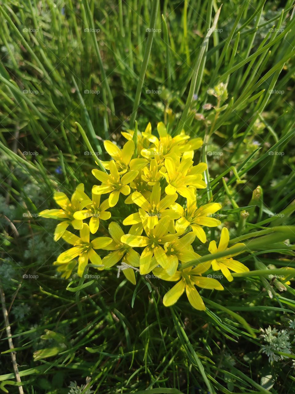 First spring yellow flowers Gagea lutea are blooming in the green grass, botanical picture, spring nature