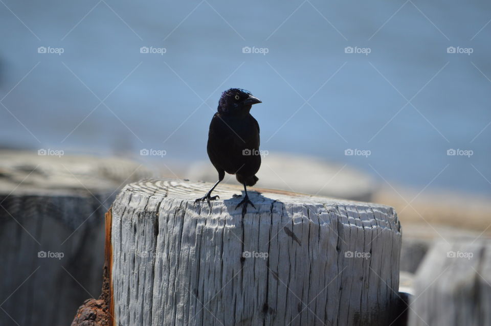 Black Beach Bird