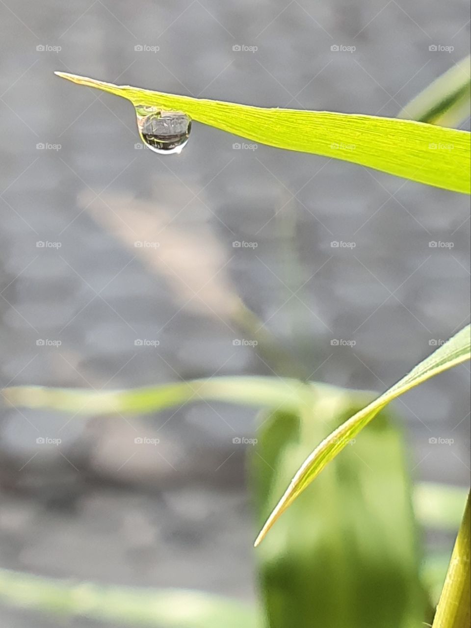 drops of water on bamboo leaves
