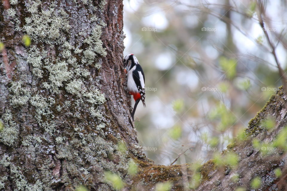 A beautiful bright woodpecker with red feathers chooses a bigger nut. Too big nut. Greed.