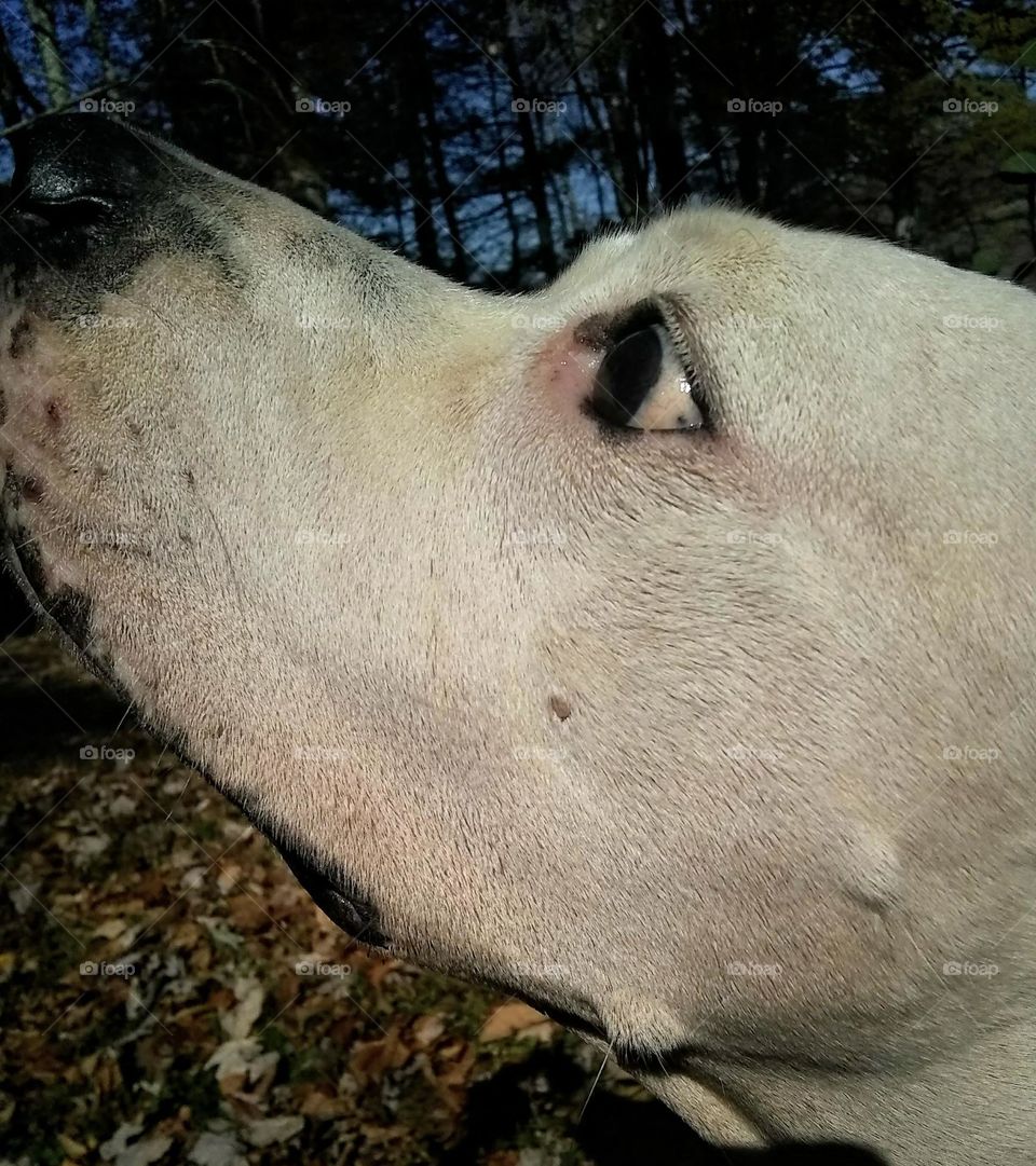 American bulldog boop