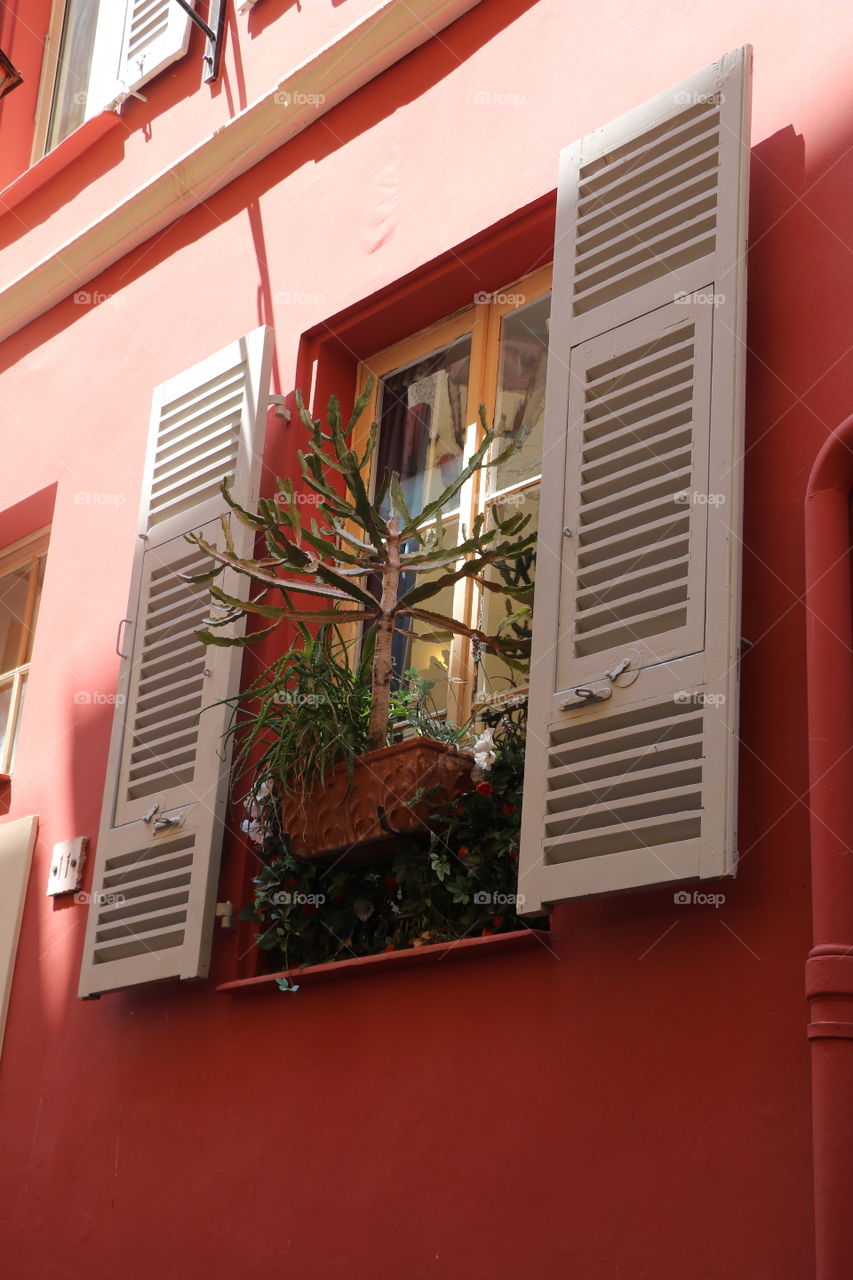 Potted plant on a window 