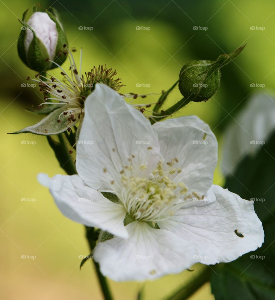 blackberry/dewberry blooms