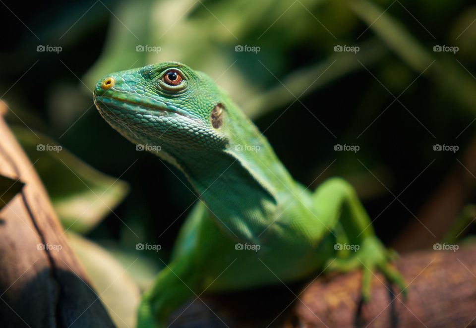 Portrait of the little green lizard