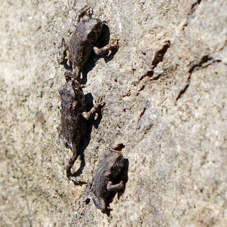 Freshly grown frogs try to find their way in the world by climbing straight up a rock. 
