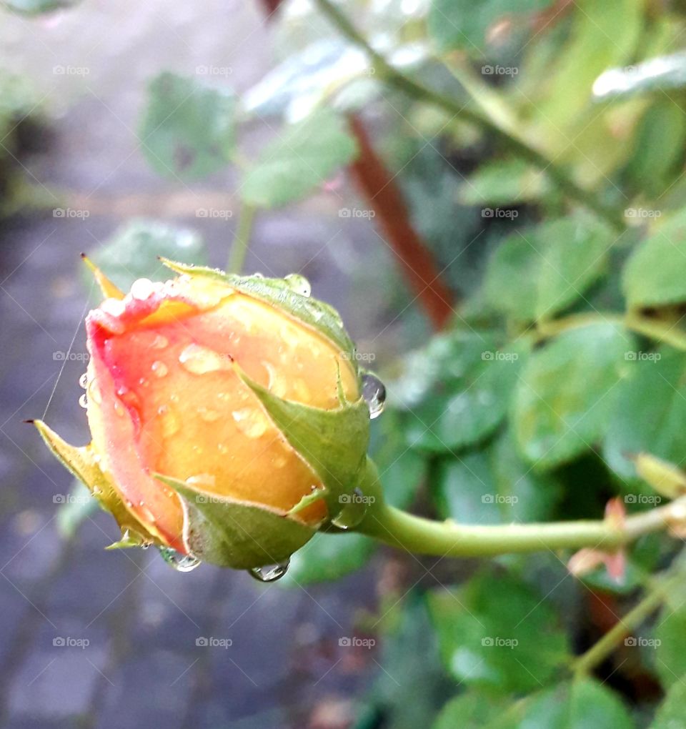 orange  rose bud with drops  of dew early morning