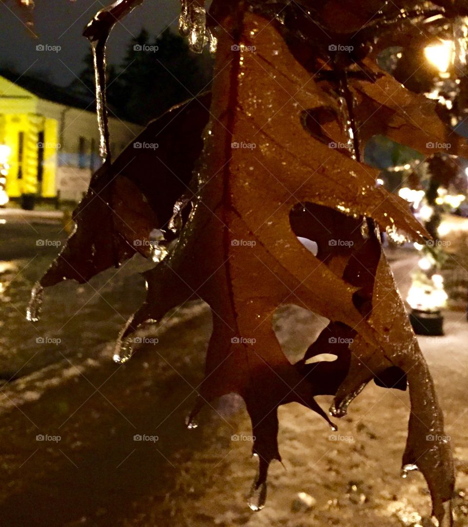 Leaves on ice