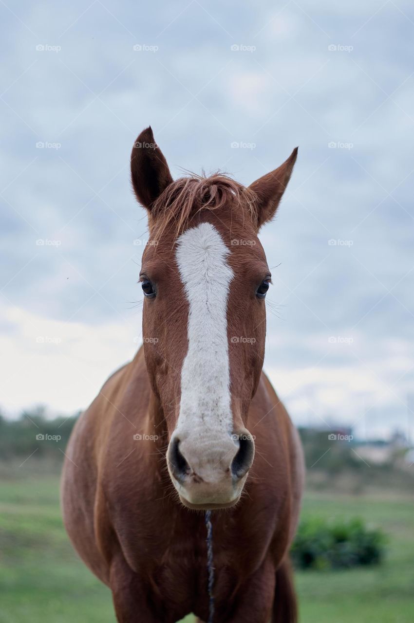 brown horse with white spots grazing in the green meadow on a cloudy day.