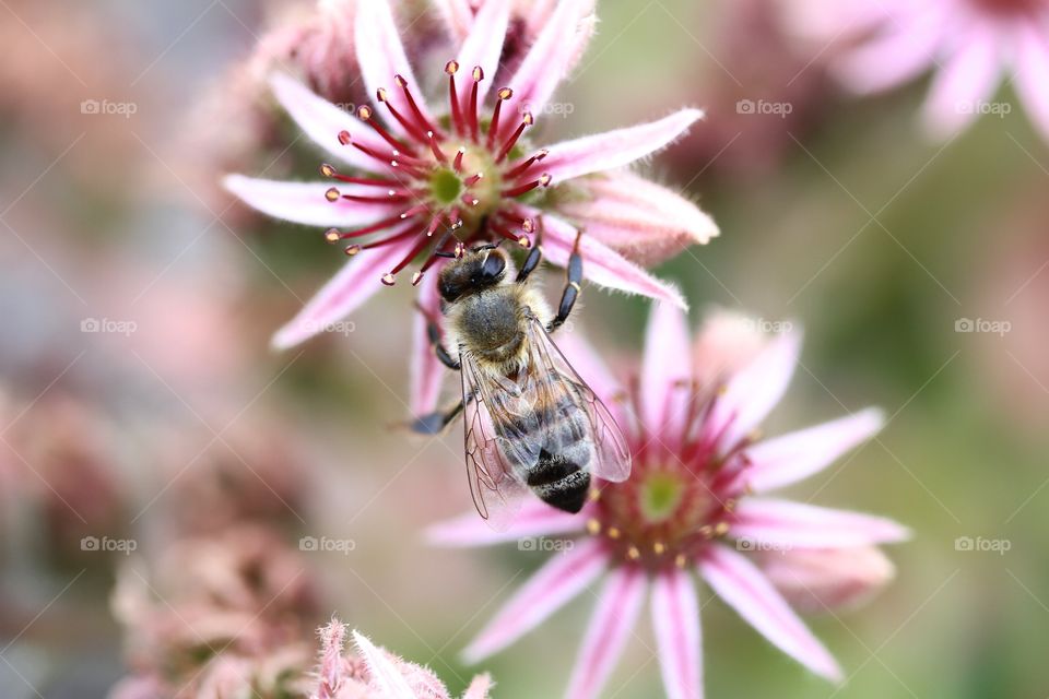 Bee pollinating on flower