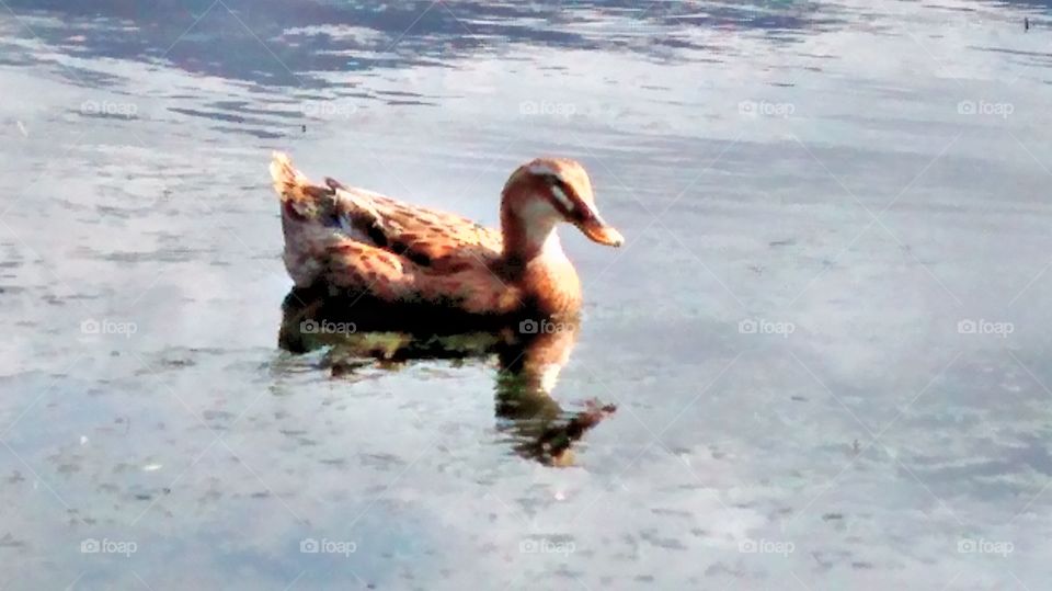 duck swiming
