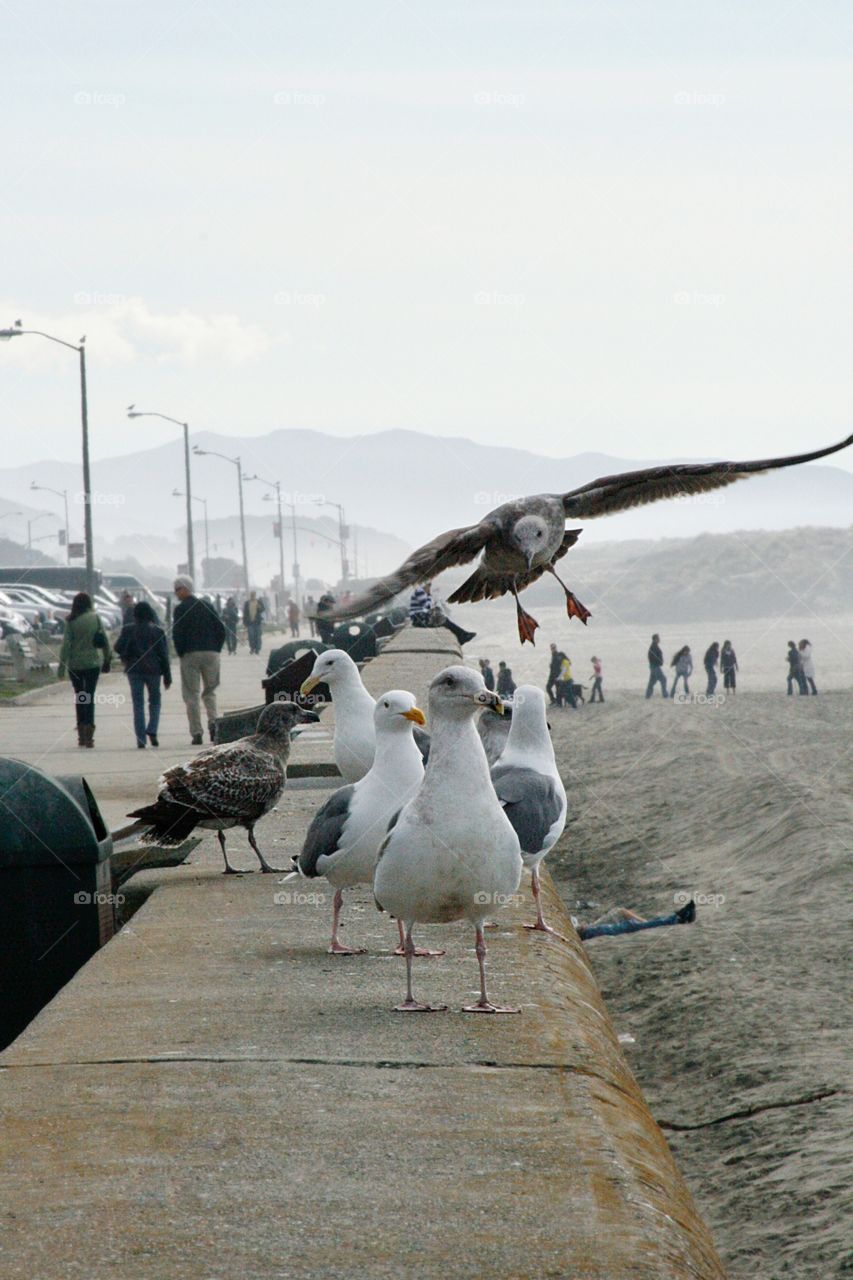 Birds on the beach