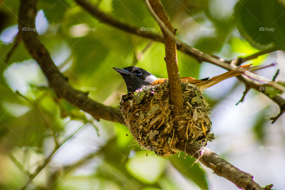 bird on it's nest
