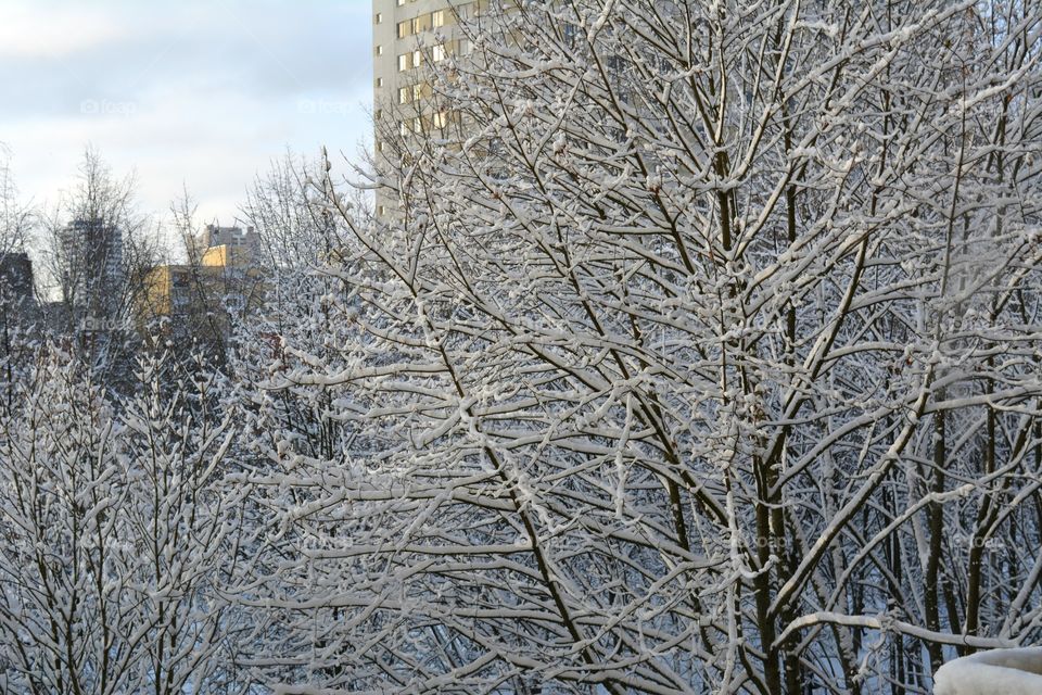 Winter, Snow, Frost, Cold, Tree