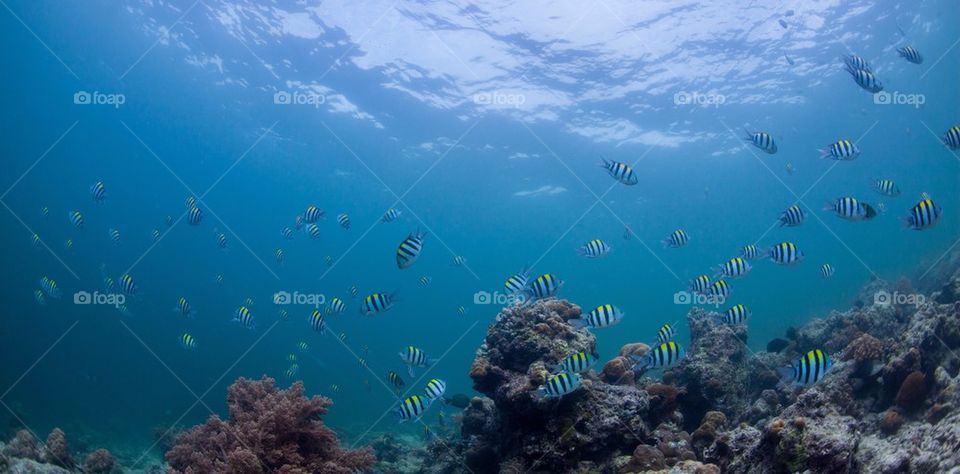 Sergeant fish swimming underwater