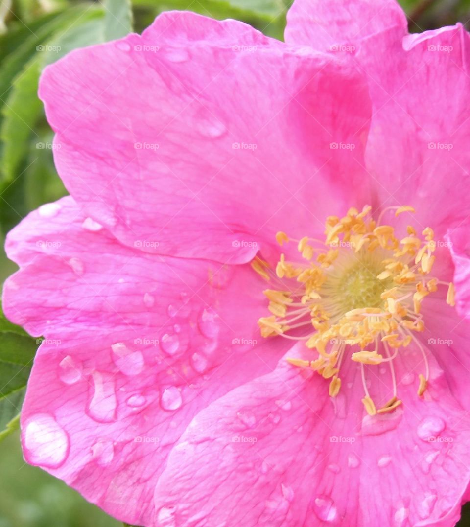 pink rose in water droplets