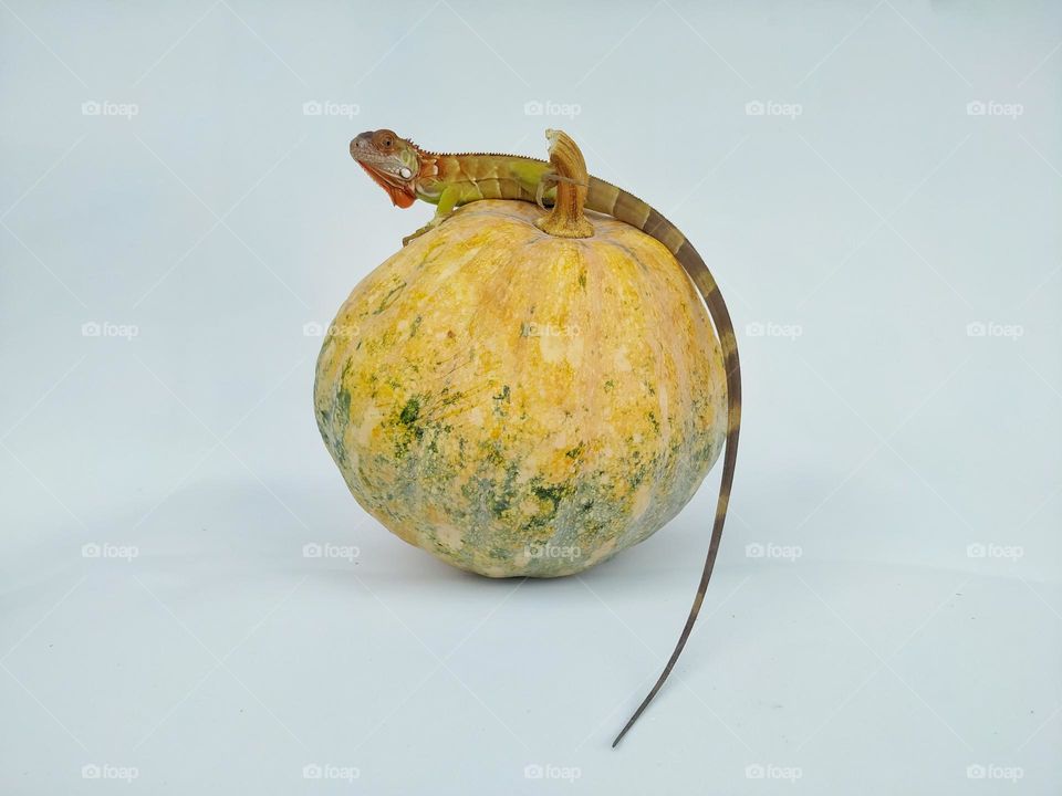 iguanas and pumpkins