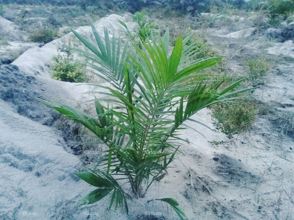 palm seendling on sandy land