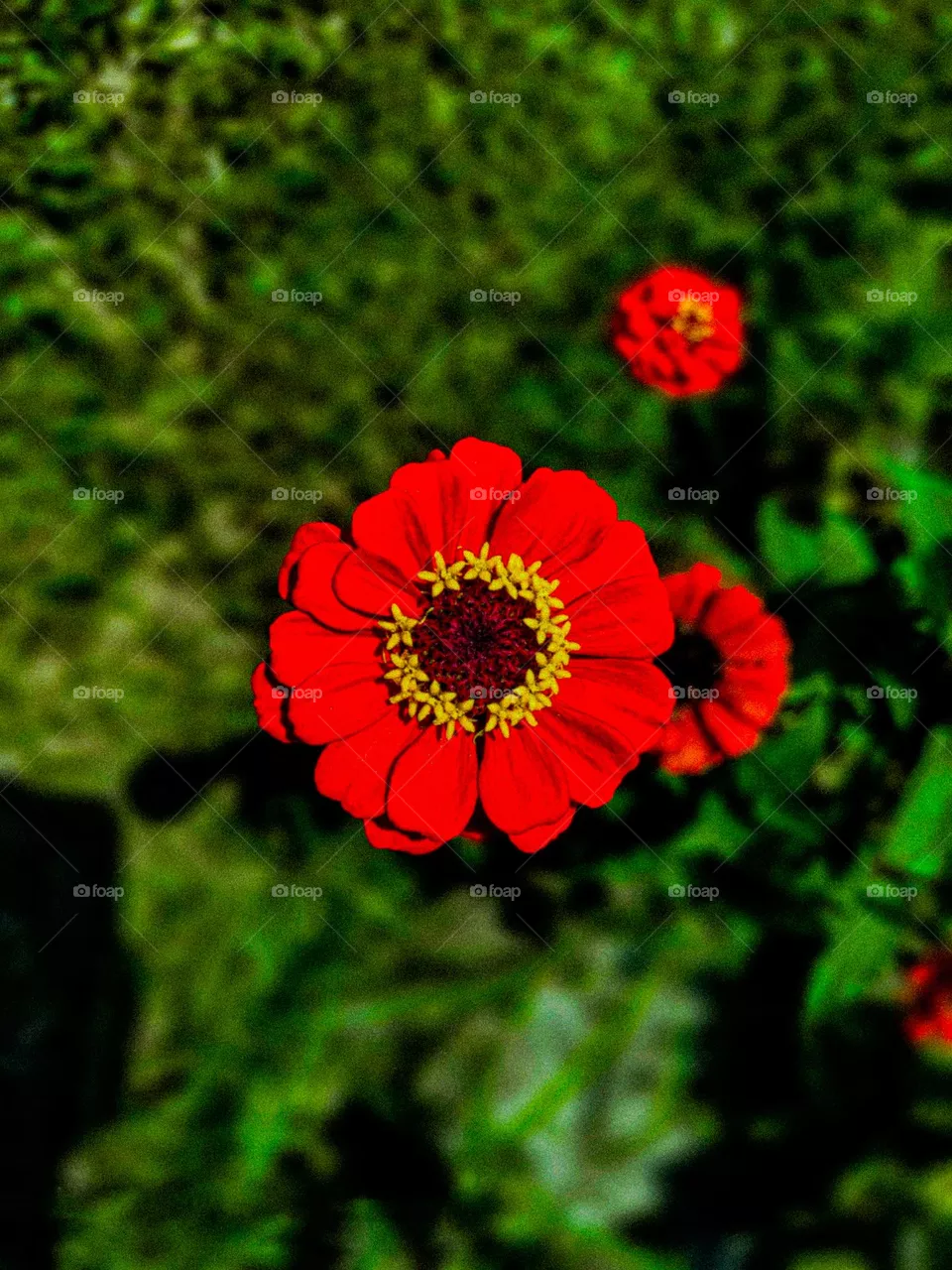 This zinnia flower looks very beautiful. There is a yellow circle in the middle of the flower.  And the red leaves look very beautiful.