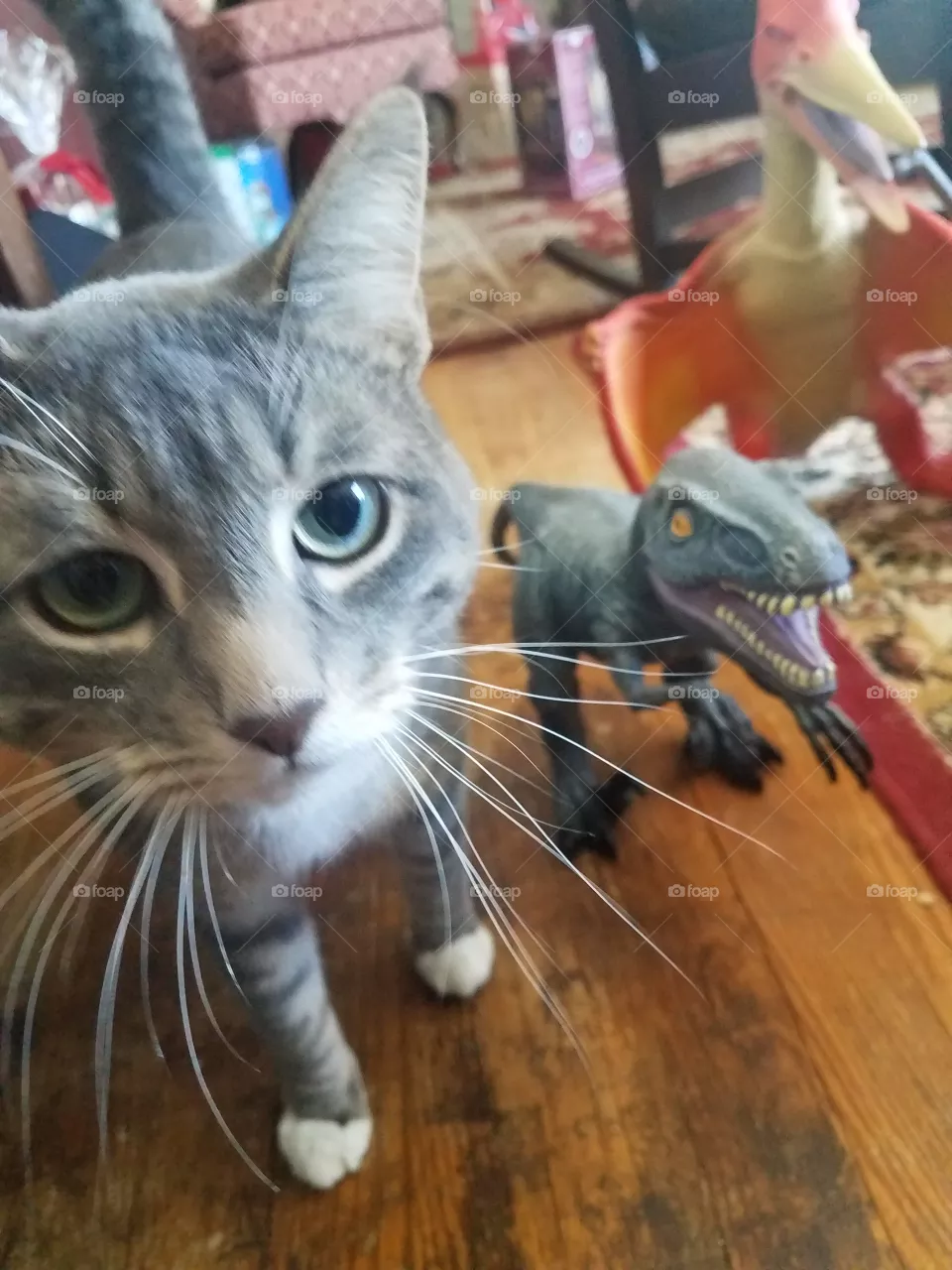 not amused