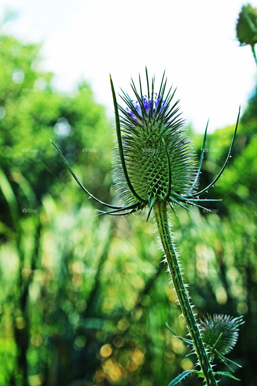 Thistle In The Shadows