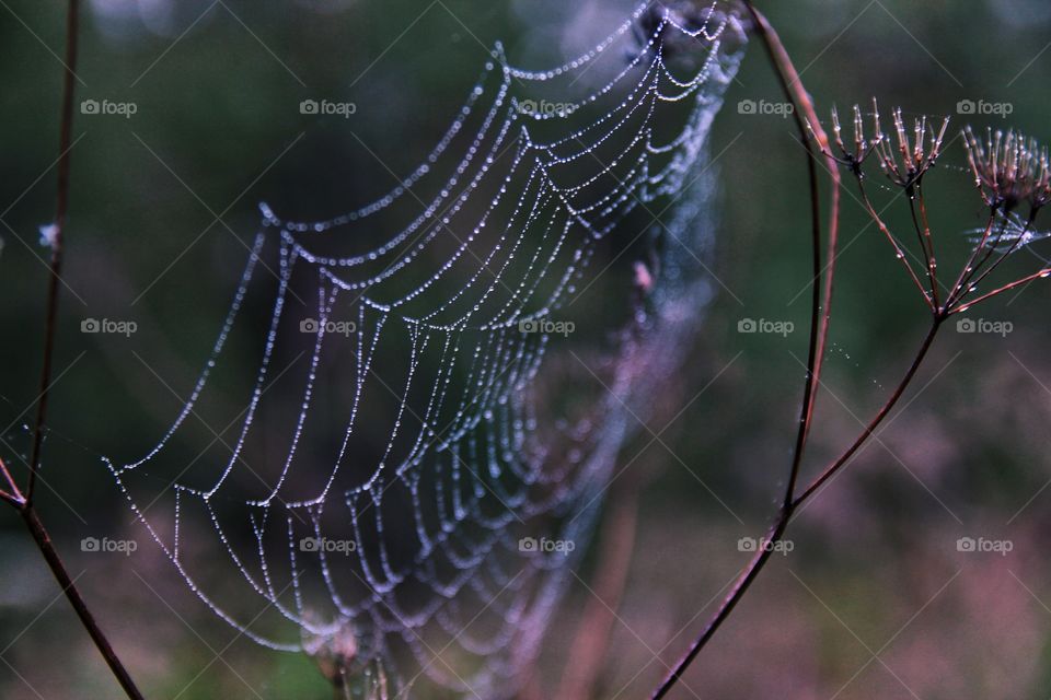 Spider web in the evening