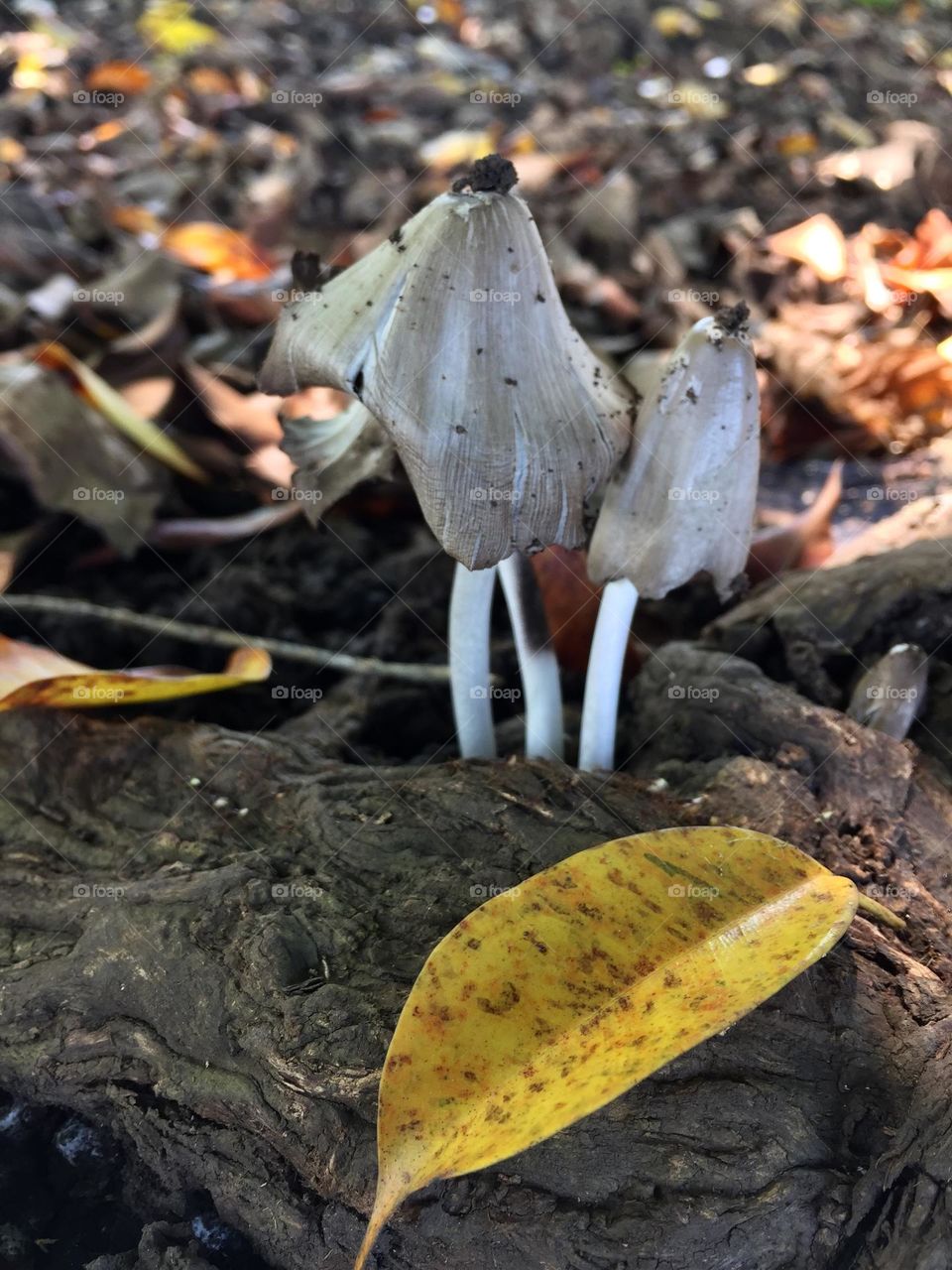 Mushrooms with falling leaves 