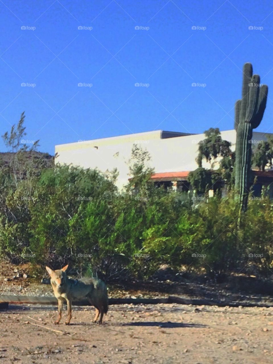 Coyote in the desert