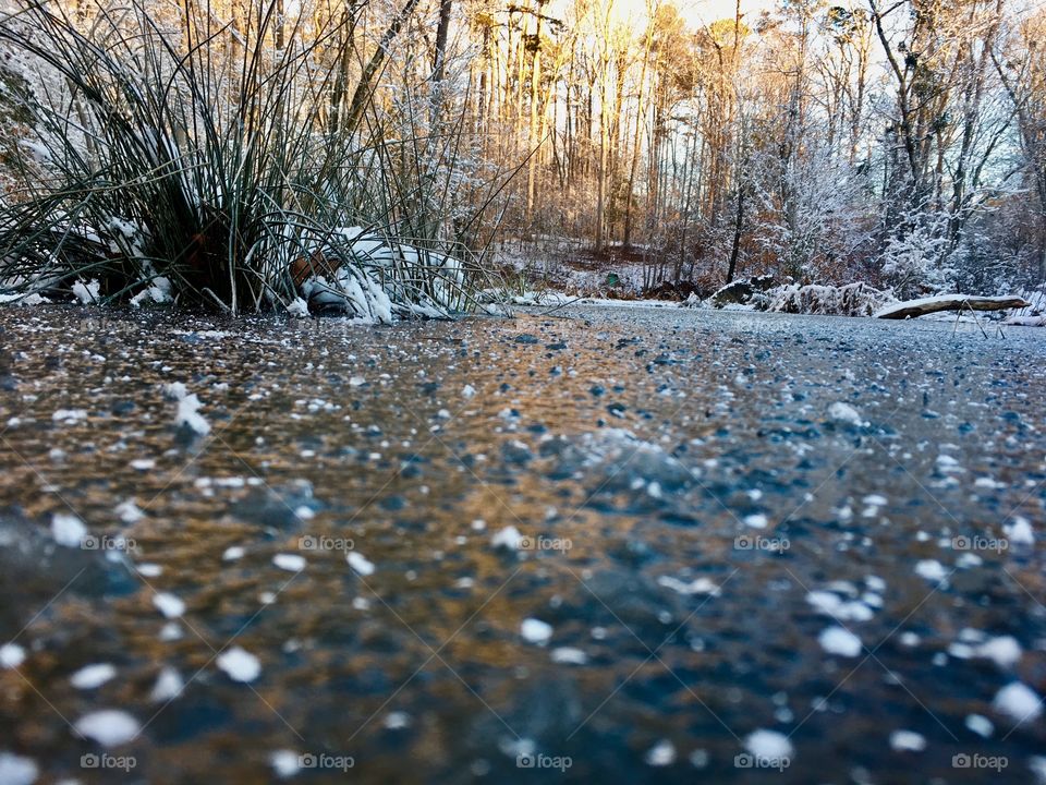 Frozen swampland in the forest 