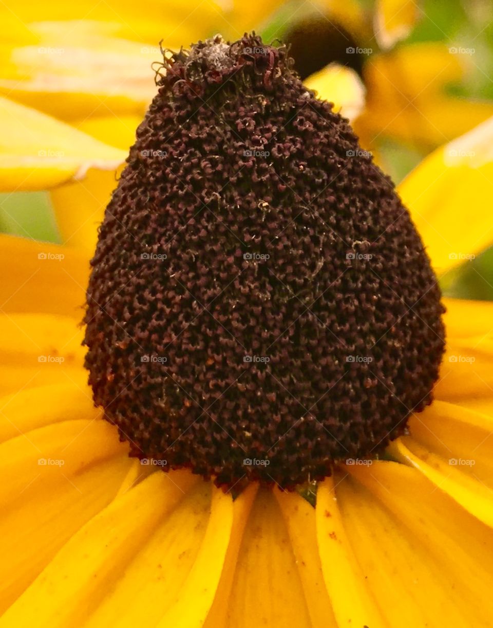 Closeup of flower 🌸
