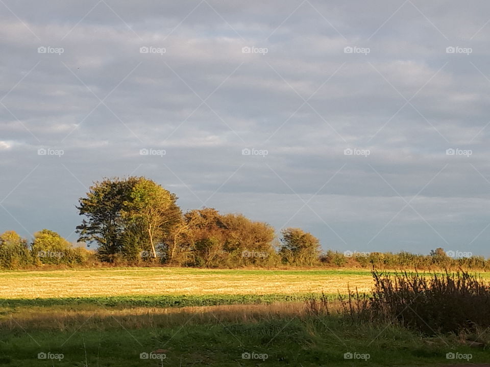 Landscape, Tree, No Person, Grass, Sky