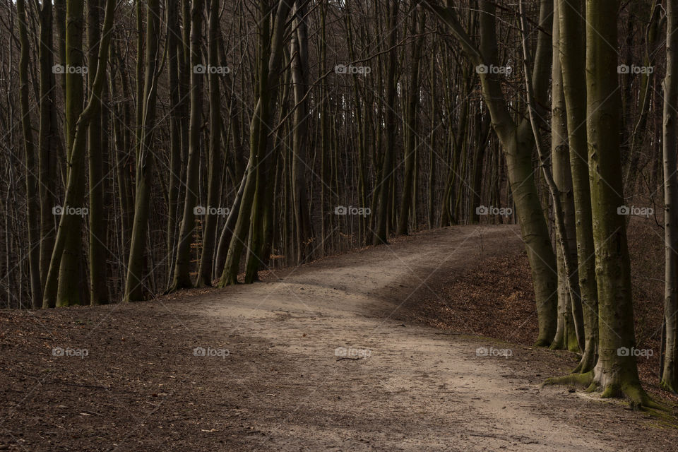 ◐  ♡  Hiking Trail or Nature Trail in the Forest Between Trees
◐ 🌳 Park Jaskowa Valley , Gdansk, Poland