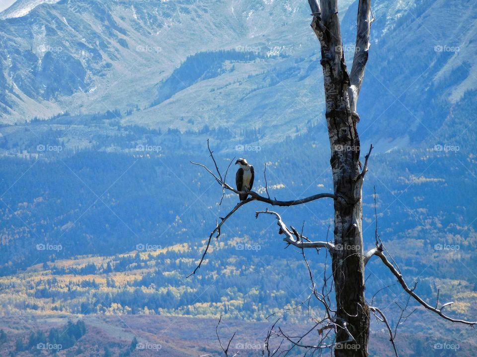 An eagle eye's view of the valley