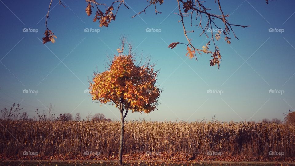 Autumn Corn Field