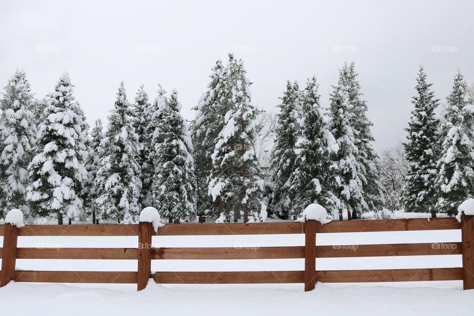 Snow trees and fence