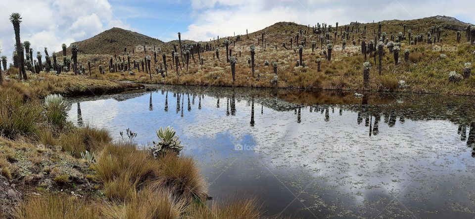 El reflejo del agua con la vida