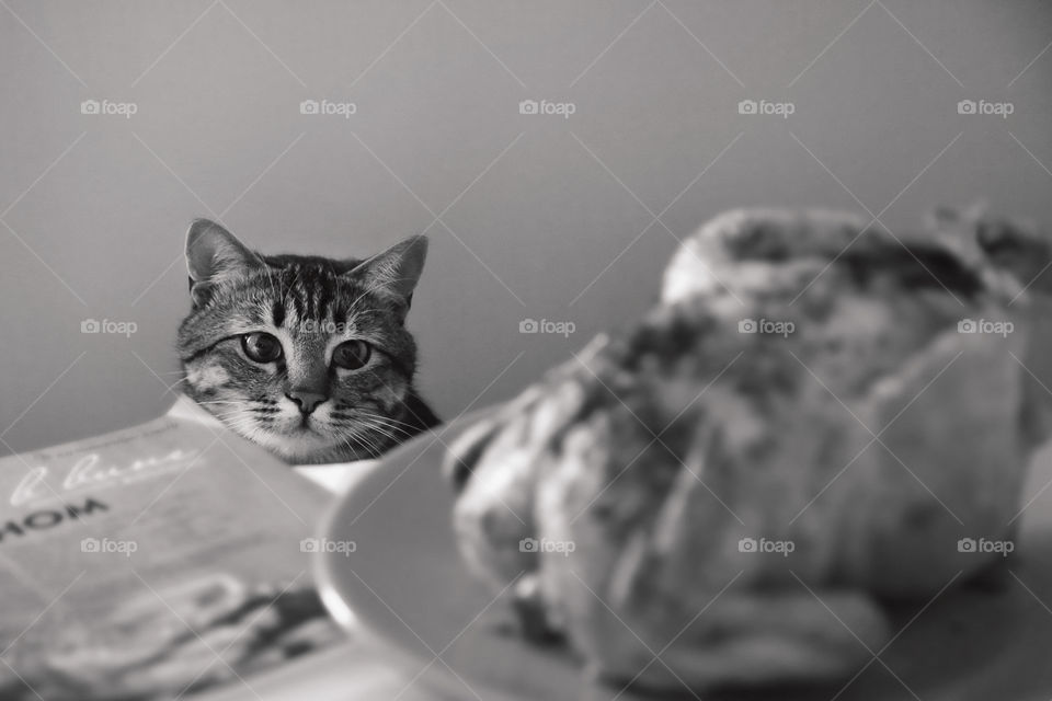 Cute cat with delicious chicken