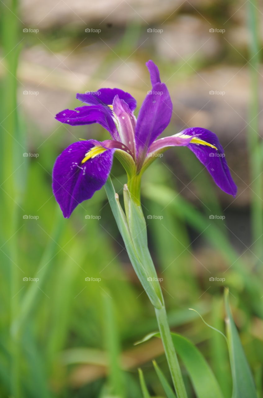 A Beautiful Iris in the Romancing the Stone Garden, Perth, WA. 