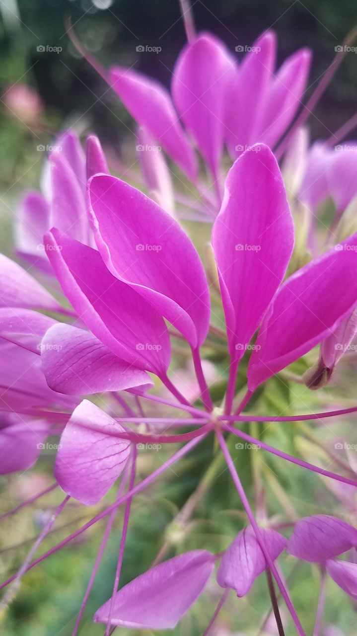 Cleome