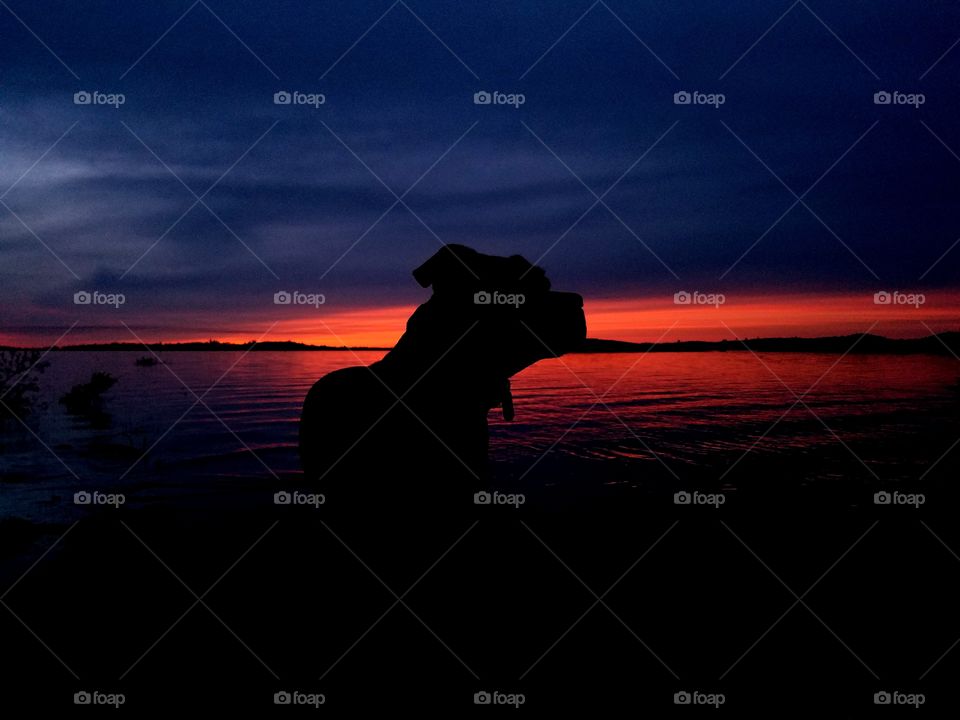 Thor watching the end of an awesome sunset at the lake!